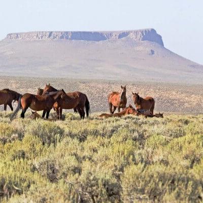 一群野马在岩石泉附近的Pilot Butte前的高沙漠平原上休息, 怀俄明.